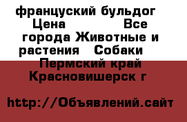 француский бульдог › Цена ­ 40 000 - Все города Животные и растения » Собаки   . Пермский край,Красновишерск г.